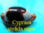 Cypraea stolida crossei niger